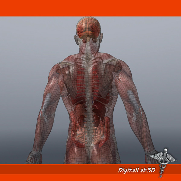 Human Male Anatomy