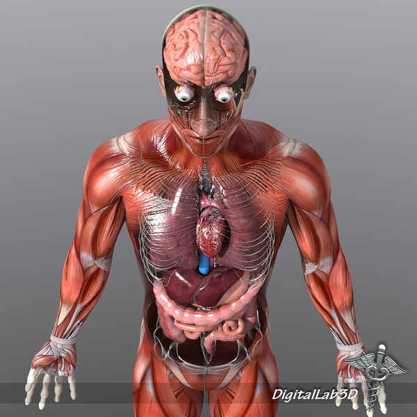 Human Male Anatomy