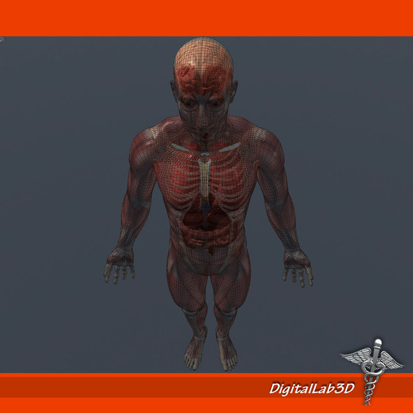 Human Male Anatomy
