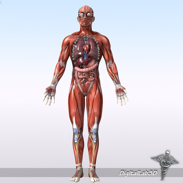 Human Male Anatomy