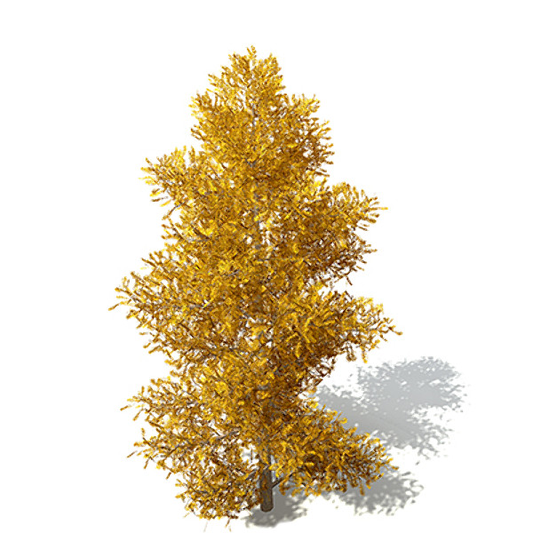 3ds max xfrogplants autumn european larch - XfrogPlants Autumn European Larch by xfrog
