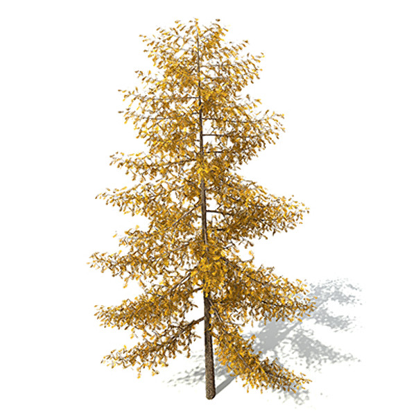 3ds max xfrogplants autumn european larch - XfrogPlants Autumn European Larch by xfrog