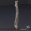 Human Vertebral Column